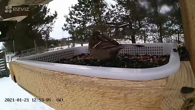 2021 Jan 21: Live stream bird feeding station Ripley, Ontario Canada by AtHomeFriendlyTecGuy смотреть онлайн