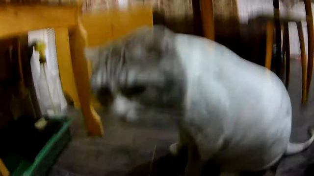 Побрили кота))) смотреть онлайн