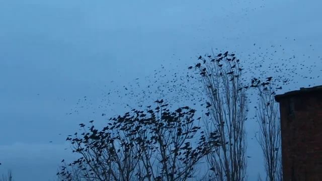 Пробное видео с CANON 650D. Вороны. смотреть онлайн