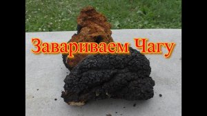Завариваем Чагу. От чего она помогает.