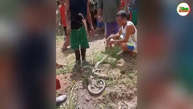7 KING COBRA o BANAKON NAHULI SA PILIPINAS NAKATUKLAW PA KAHIT PUTOL ANG ULO смотреть онлайн