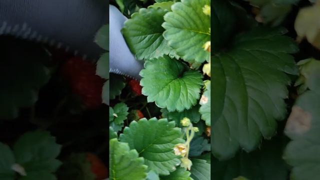 Красная шапочка ??? скорее всего гибрид смотреть онлайн