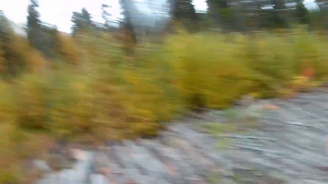 Первая охота Весты. Встреча с медведем. смотреть онлайн