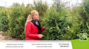 Туя западная Брабант: описание самого популярного сорта