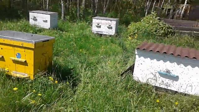 Злые пчёлы искусали пчеловода! Погода налаживается! смотреть онлайн