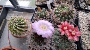 Коллекция кактусов.Обзор после отпуска.Денмоза,нотокактус,пародии,маммилярии,тефрокактус,апорокакту