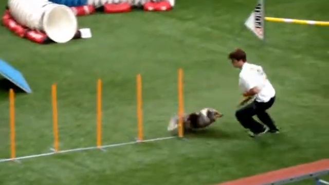 Samy Wroblewski & Theo, Shetland Sheepdog of Brazil!!! смотреть онлайн