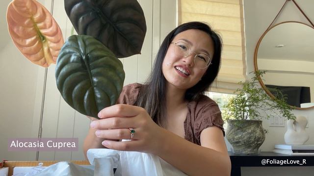 Importing My Wishlist Plants From Indonesia | AroidAsia.com Unboxing смотреть онлайн