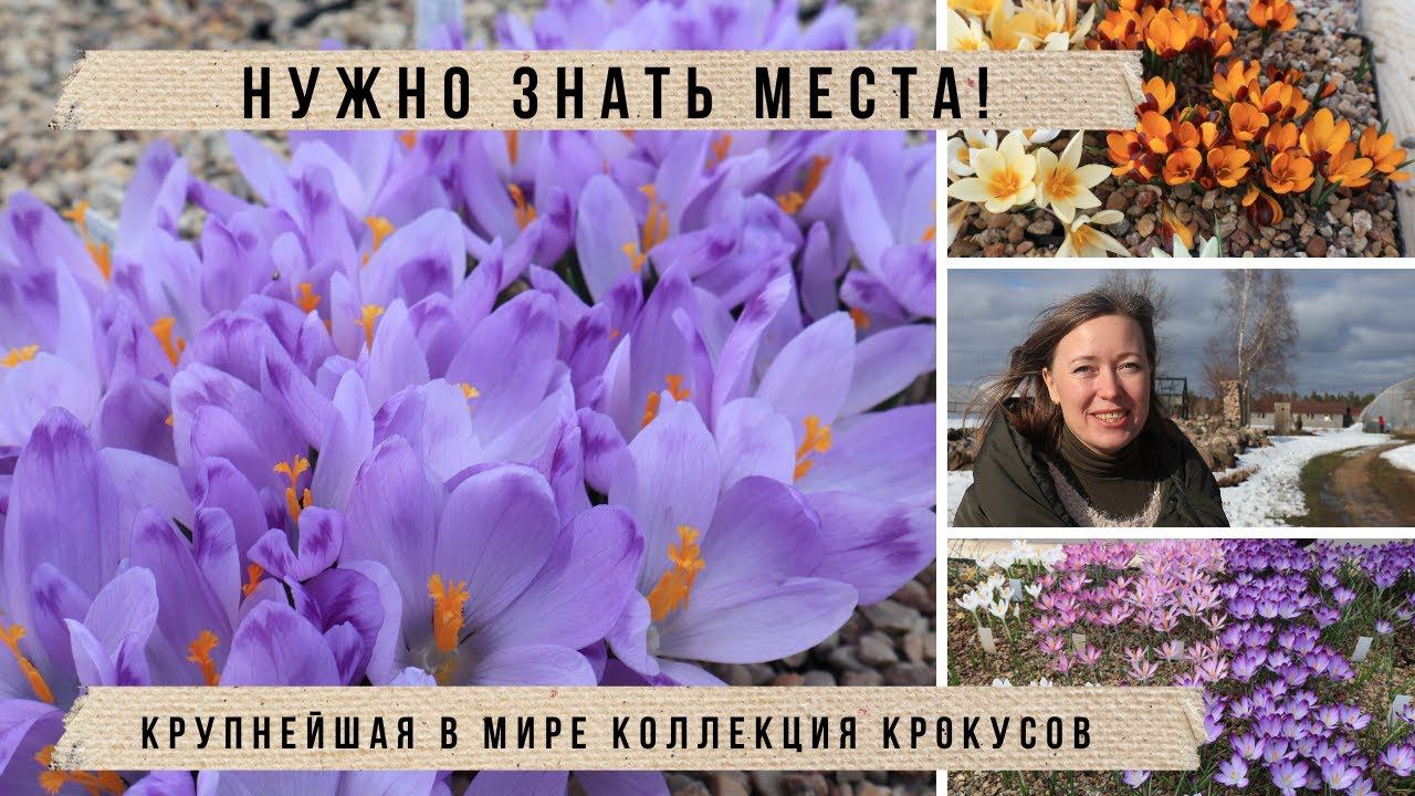 Нашла весенний РАЙ! Крокусы, ирисы, нарциссы, хохлатка, пушкиния и другие весенние цветы смотреть онлайн