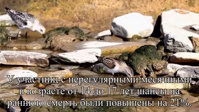 Нерегулярные месячные несут опасный для жизни риск — Статья смотреть онлайн