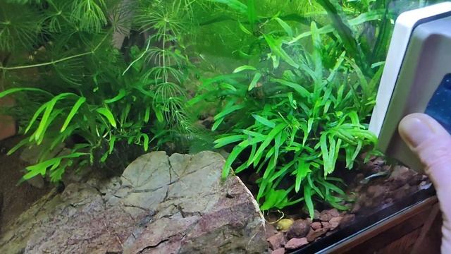 Аквариум куб отчёт 19.02.2024 г. Мальки, гуппи-рахит, двигаюсь к морю... смотреть онлайн