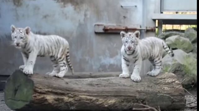 Mencuci Hewan Sapi, Bebek, Angsa, Kuda, Ayam, Gajah, Buaya, Beruang, Singa, Kambing, Panda, Kucing