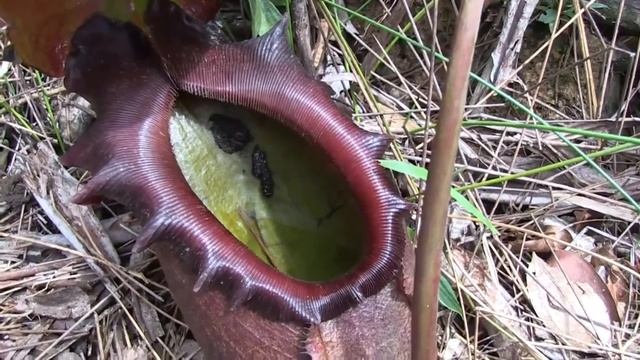Хищные экзотические растения для вашего дома смотреть онлайн