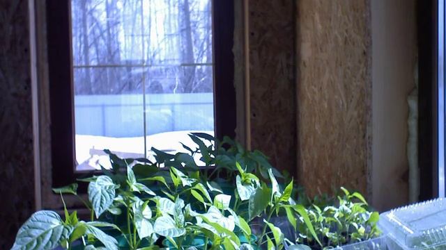 Листья рассады улавливают солнечные лучи смотреть онлайн