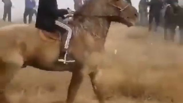 Лошадь номер 1 смотреть онлайн