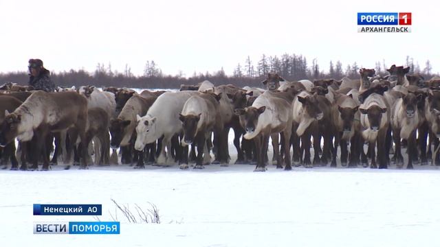 В Ненецком округе завершилась вакцинация оленей от сибирской язвы