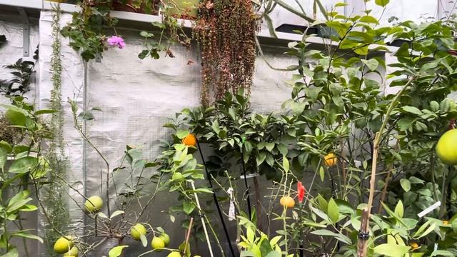 Апельсин Навелина Navelina в теплице Киевской обл смотреть онлайн