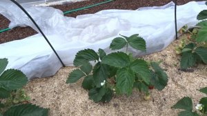 Клубника Дарселект. Всю правду расскажу.