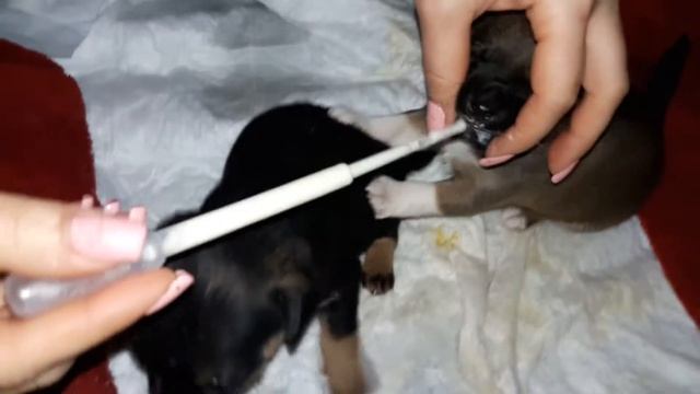 Прикорм щенков детским питанием/Чихуахуа две недели. смотреть онлайн