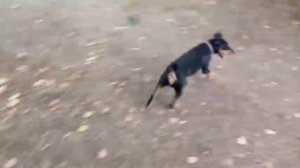 Собака, которая свирепее бойцового питбуля - ягдтерьер