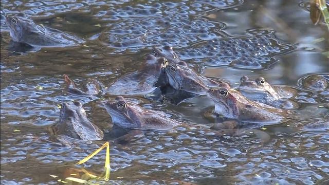 Лягушки 2014 смотреть онлайн