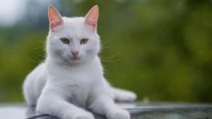 К чему приходит кошка в дом: народные приметы и суеверия