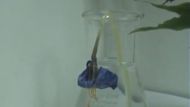 Colchicum autumnale смотреть онлайн