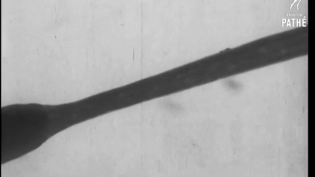Secrets Of Nature - Sundew (1930)