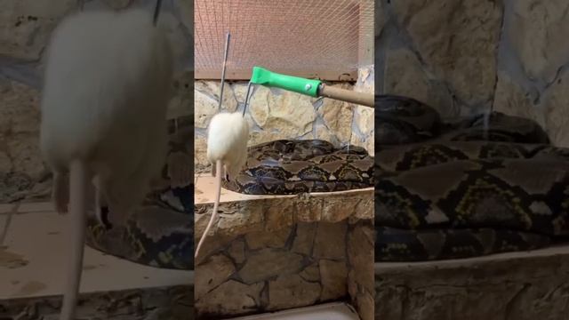 Подписывайте чтобы не пропустить интересные ролики #животные #animal #рептилии #змеи #змея #корм смотреть онлайн