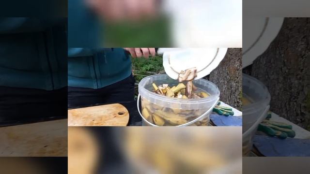 Отличная подкормка для РАСТЕНИЙ из банановых шкурок! смотреть онлайн