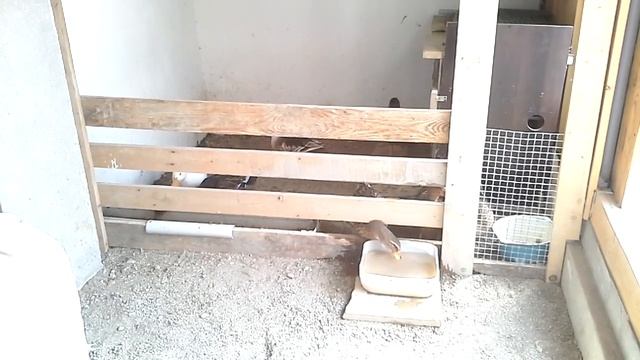 Содержание уток без водоёма-2 смотреть онлайн