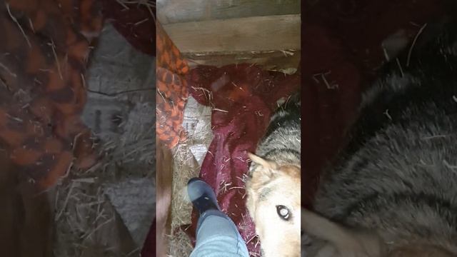 Утепление будки в вольере у Дружка. Приют для животных Сириус в Киевской области, 7 января смотреть онлайн