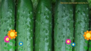 Огурец Эстафета (Огурец). Краткий обзор, описание характеристик, где купить семена cucumis sativus