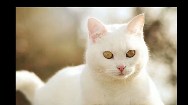 @ХОЧУ БЫТЬ В КОМАНДЕ БАНДА КОТАНОВ_@kotany_tv ЗАМЕТЬТЕ ПЖ И ПРОГЛАСИТЕ В КОМАНДУ ПОПЫТКК 2. смотреть онлайн