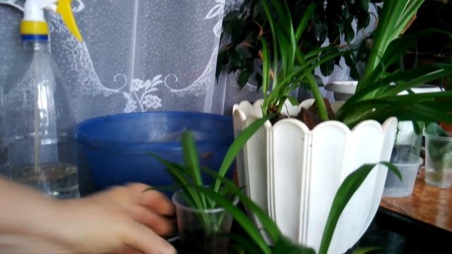 Хлорофитум -уход в домашних условиях, пересадка, размножение Chlorophytum-home Care, Transplantatio