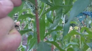 Персик красномясый сорт Блек Бой (peach Black Boy). Достоинства сорта.