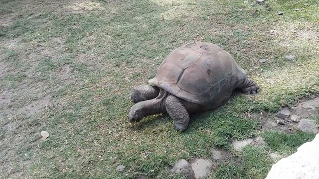 GIANT TORTOISES @ the ROBERT EDWARD HART BOTANICAL GARDEN in LES SALINES, MARITIUS смотреть онлайн