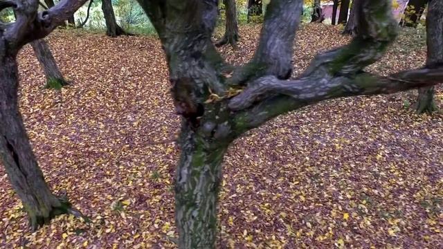 Качумай-СТЕФКО смотреть онлайн