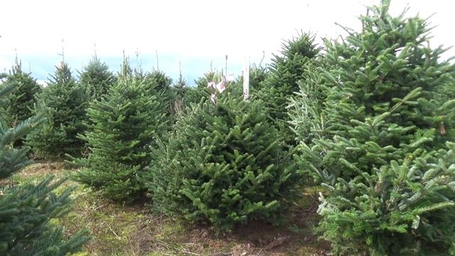 Пихта Фразера (срезанная новогодняя пихта) 11535 смотреть онлайн
