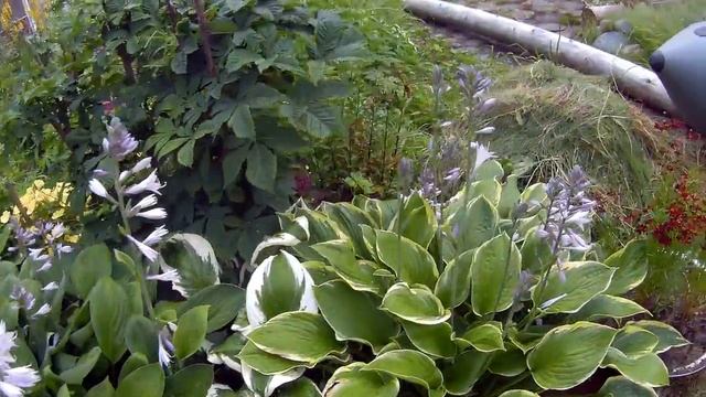 цветник 20 августа дача под Архангельском