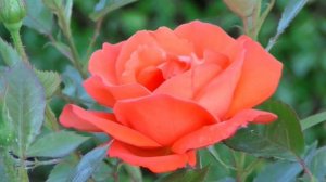 Orange Rose Blossom