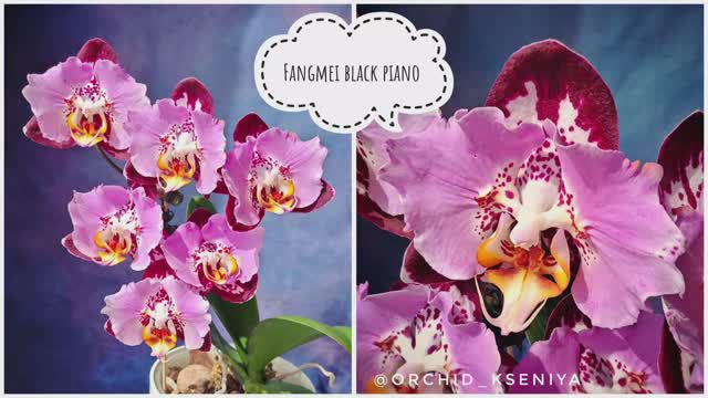 Phal. Black Piano 🎹 Первое цветение яркой азиатской орхидеи бабочки Блэк Пьяно 🌸 Восторг, а не сор смотреть онлайн