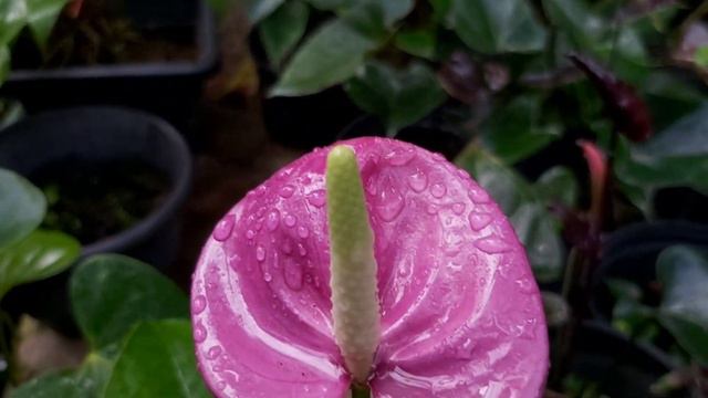 Anthurium New Purple #anthurium #niluflowergarden #anthuriumlovers #womenenterprenur #flower #agri смотреть онлайн