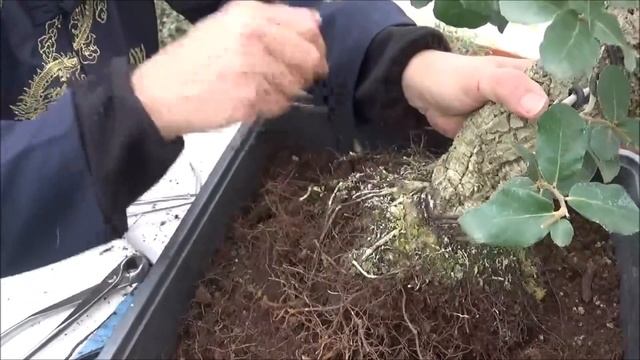 Quercus Suber, Alcornoque, Trasplante