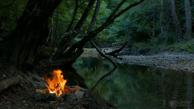 Как посадить драцену в горшок? смотреть онлайн