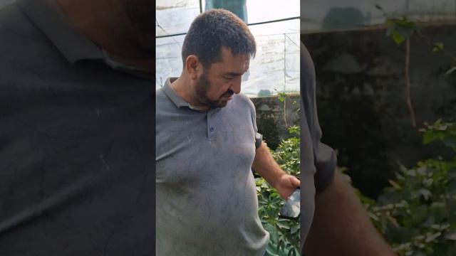 хоҷагии гулпарварӣ дар деҳаи Фалакони ш. Душанбе