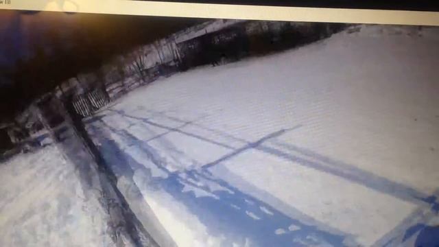 Работа по подсадному медведю, лайки ВСЛ,якутия , смотреть онлайн