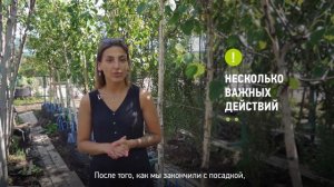 Как посадить березу? Как правильно посадить березу на участке?