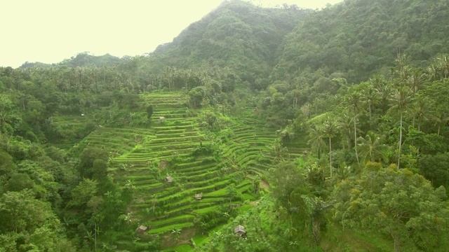 Rice Terrace on Bali /Рисовый террасы на Бали смотреть онлайн
