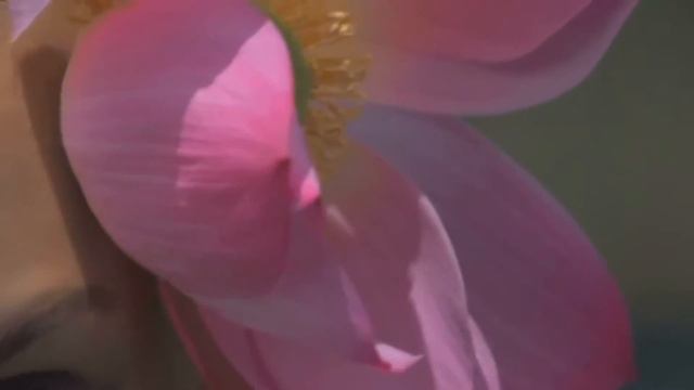 Bvlgari   Omnia Coral